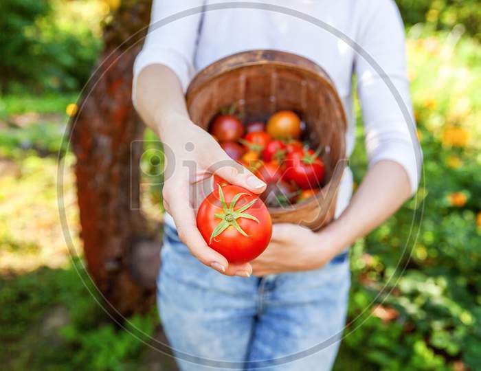 Young Woman Farm Worker Holding Basket Picking Fresh Ripe Organic Tomatoes In Garden
