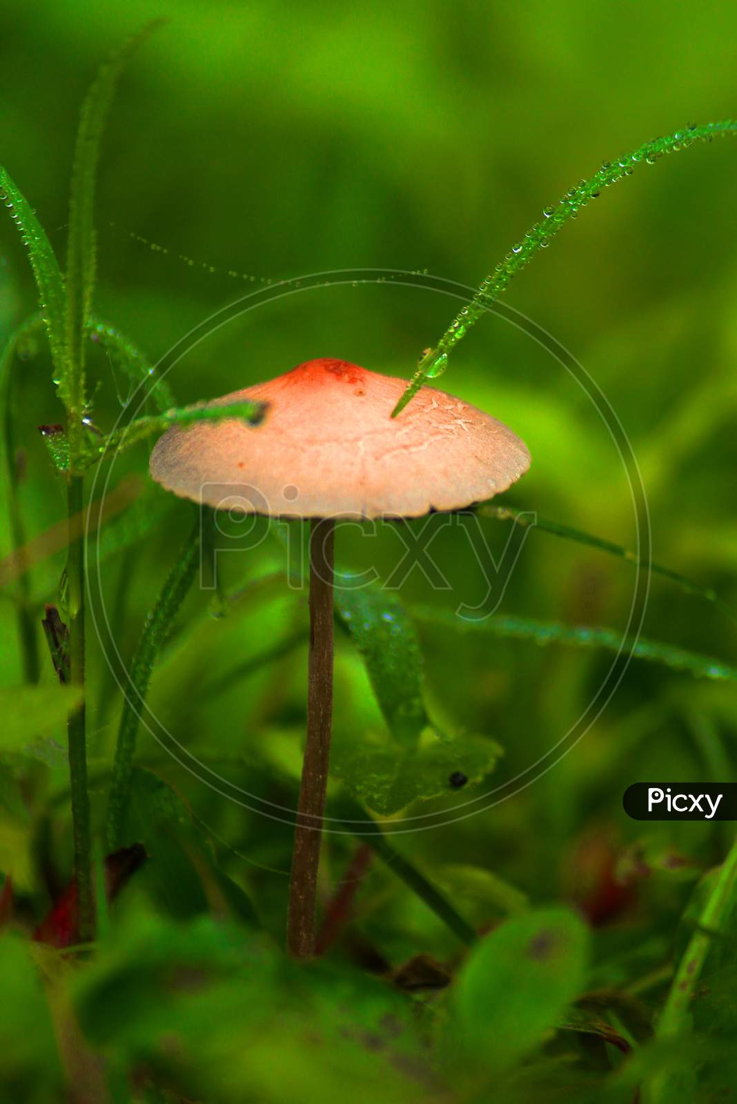 Single Mushroom In A Patch Of Moss Hidden By Grass