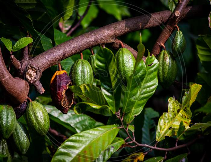 View Of Cacao Fruits Hanging In A Cacao Tree. Yellow Color Cocoa Fruit (Also Known As Theobroma Cacao)