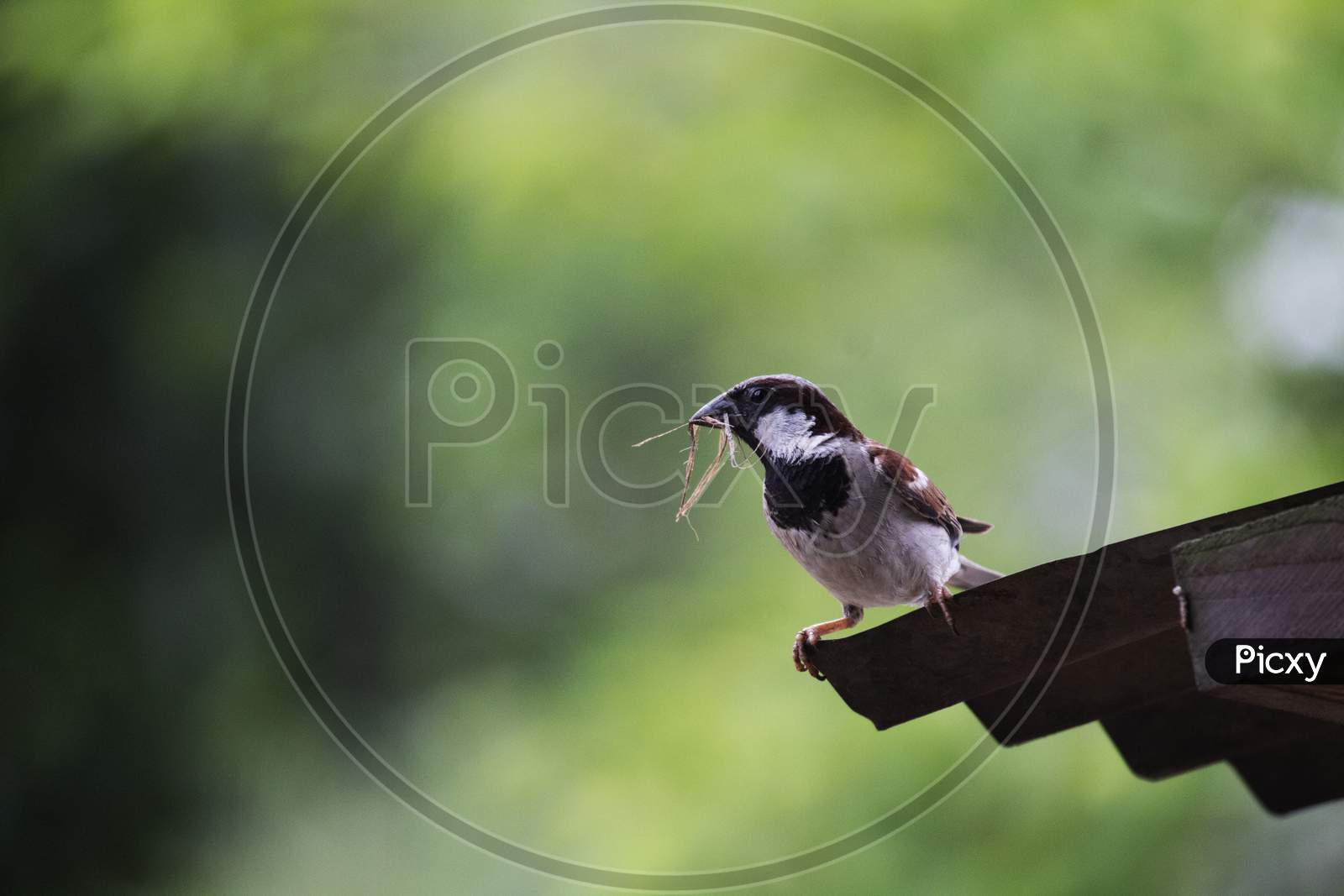 Common House Sparrow Sitting On Satara
