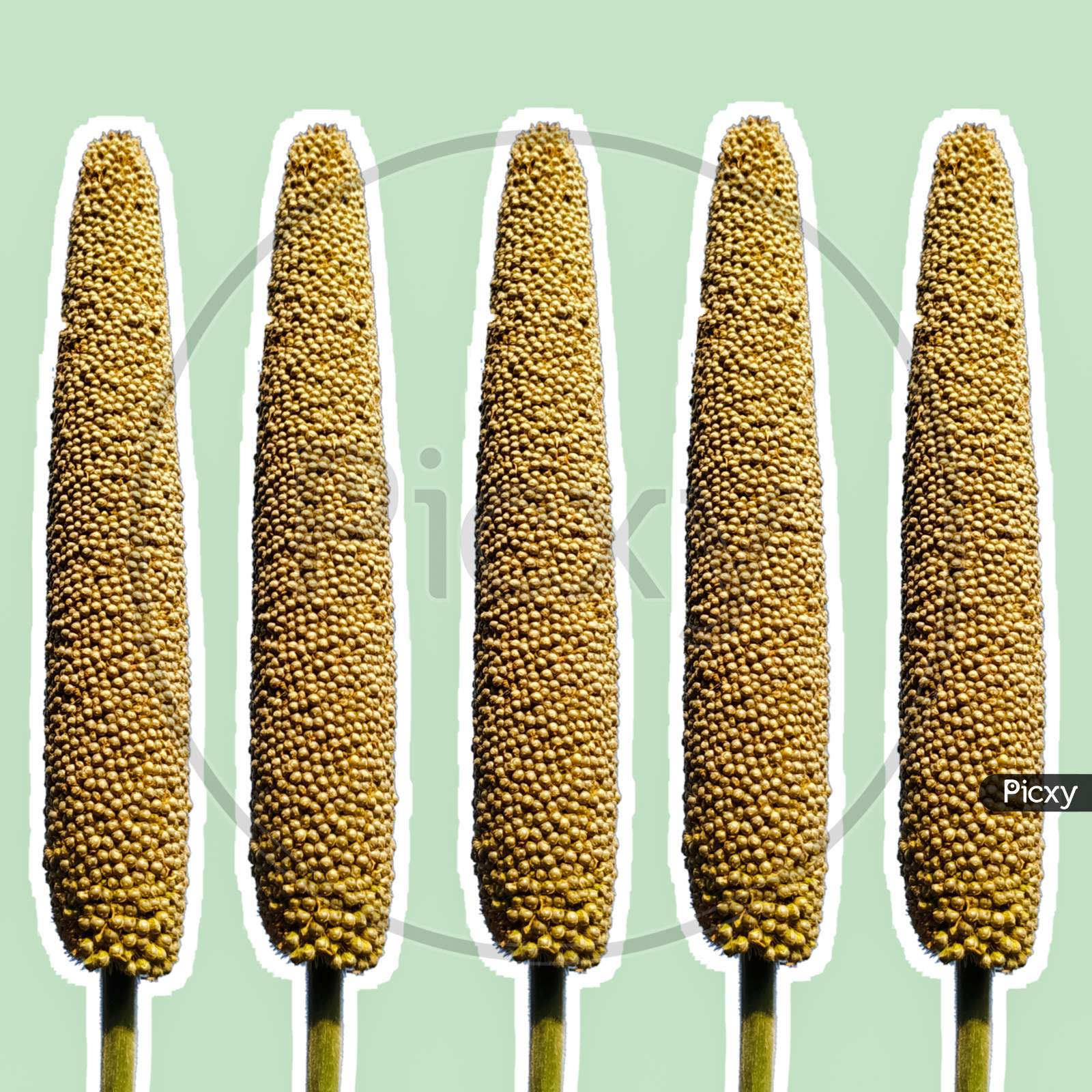 Millet Ears Isolated On Mint Background