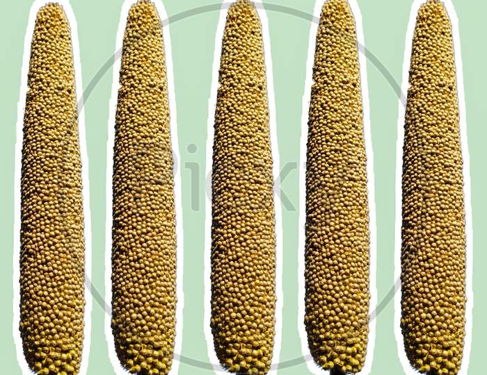 Millet Ears Isolated On Mint Background