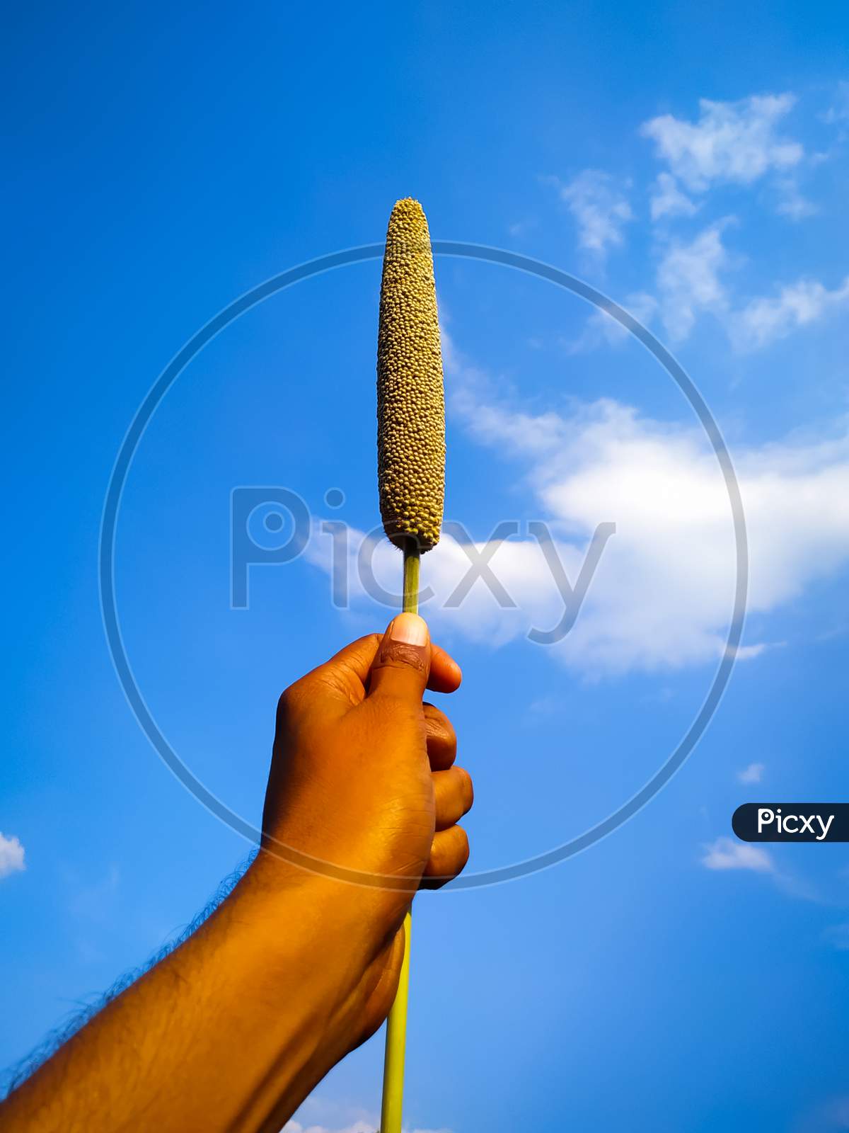 Hand Holding A Millet Ear On Blue Sky Background