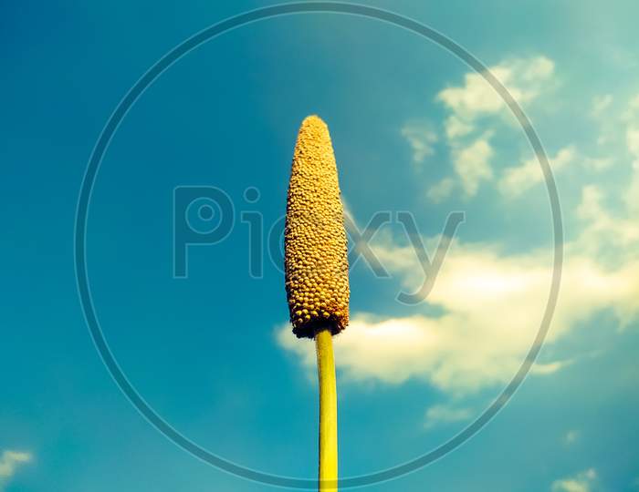 Millet Ear On The Sky Background
