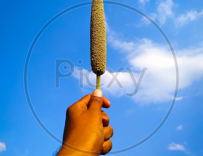 Hand Holding A Millet Ear On Blue Sky Background