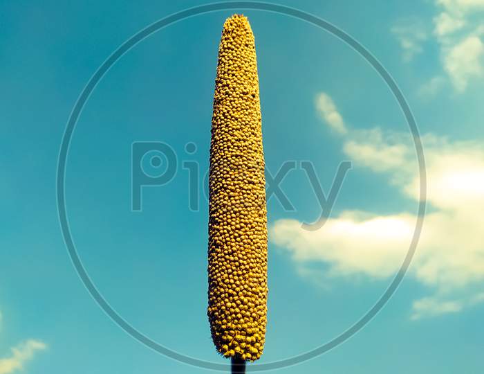 A Millet Ear On The Sky Background