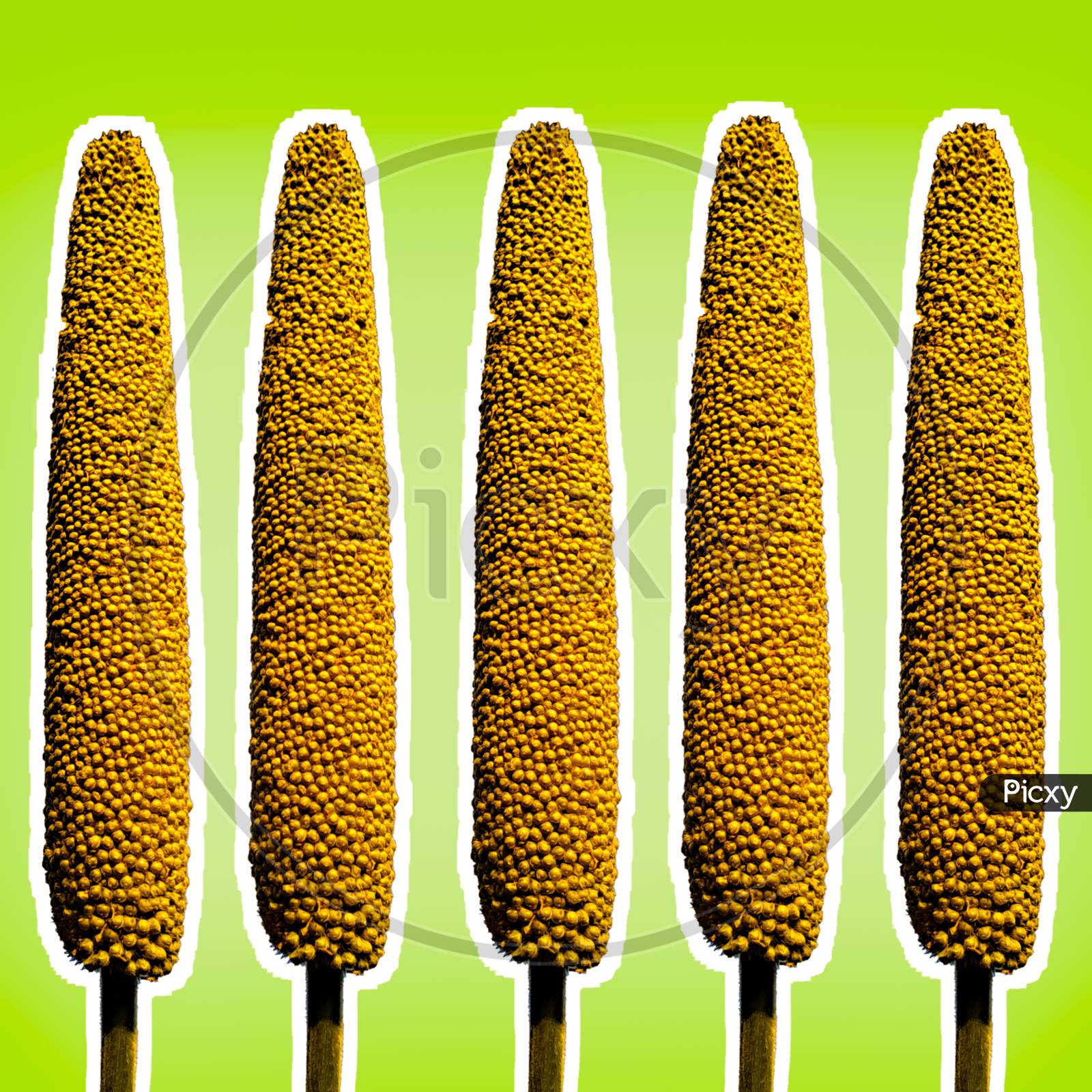Fresh Millet Ears Isolated On Lime And Mint Background