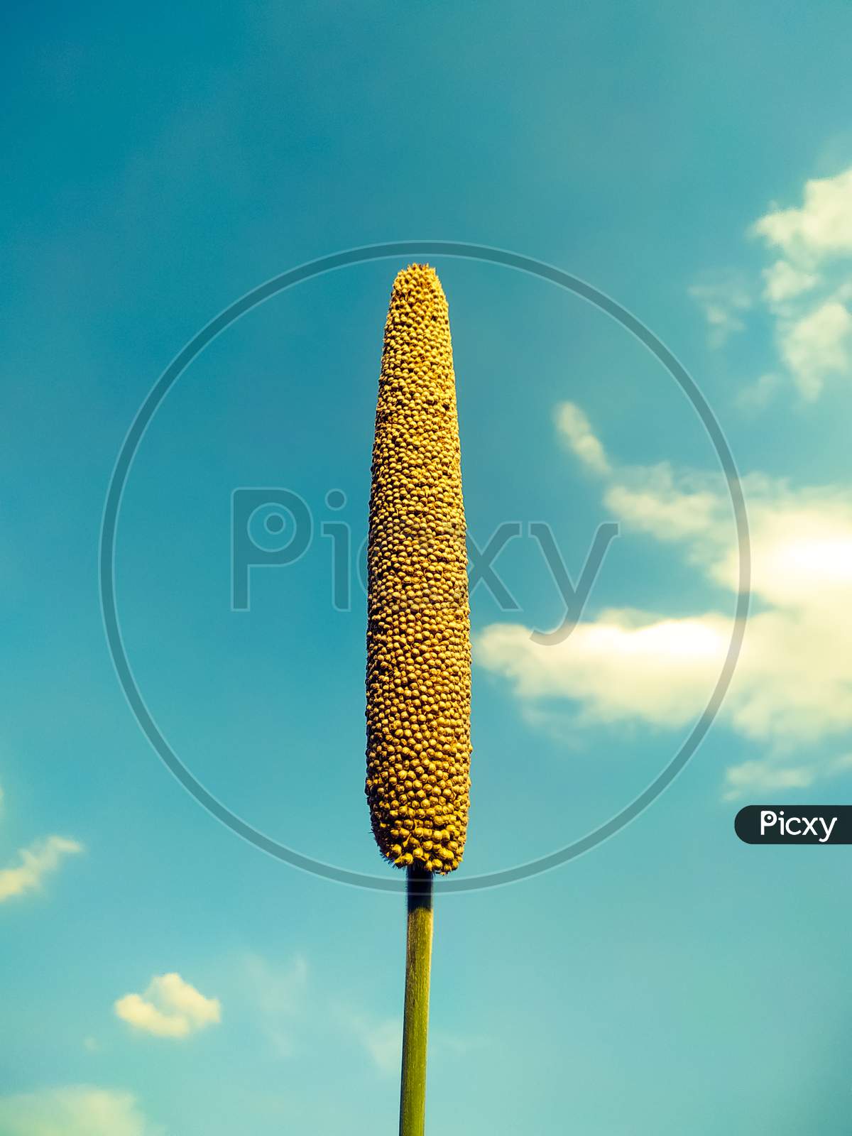A Millet Ear On The Sky Background