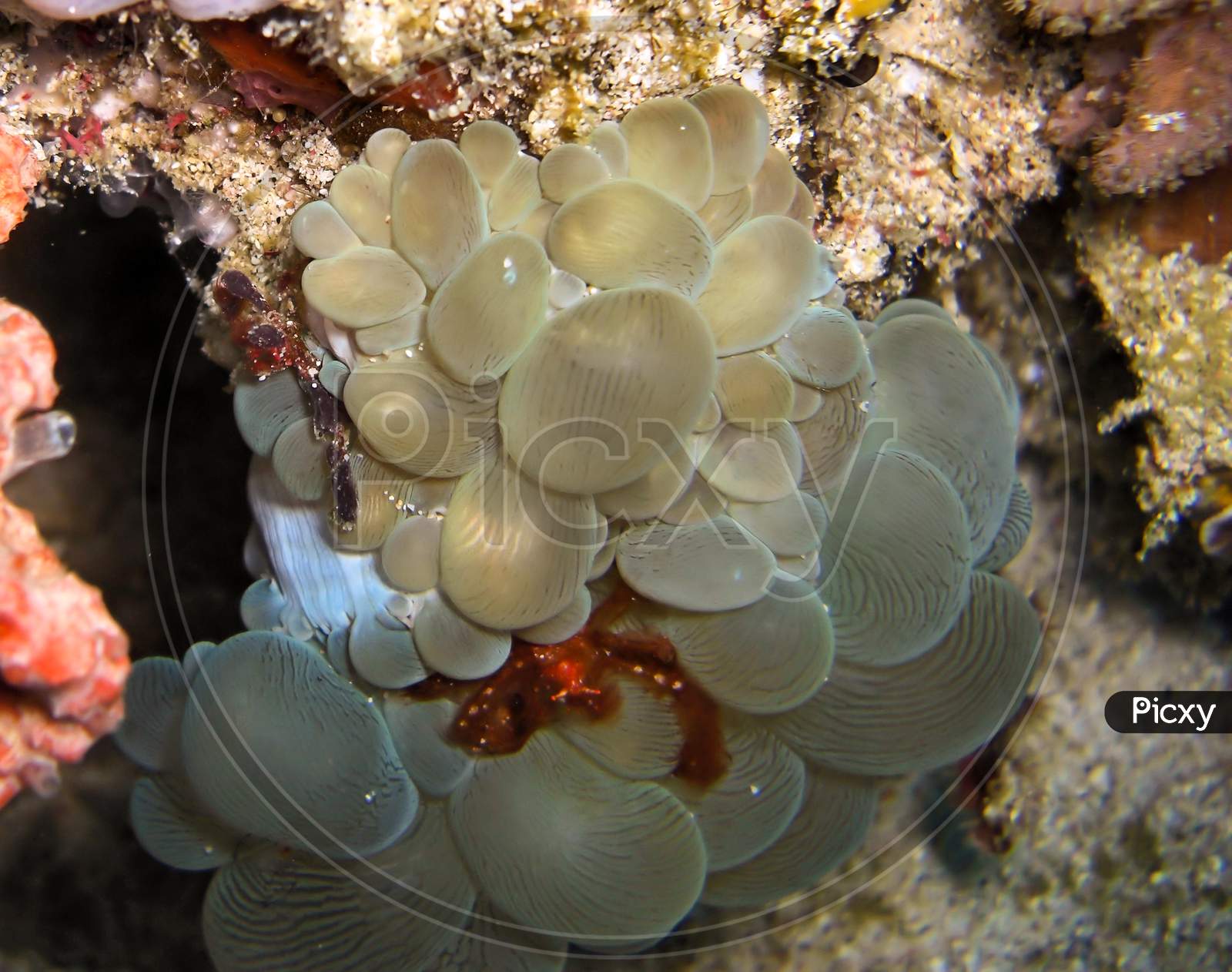 Orang Utan Crab (Achaeus Japonicus) In A Bubble Coral (Plerogyra Sinuosa) In The Filipino Sea December 14, 2009