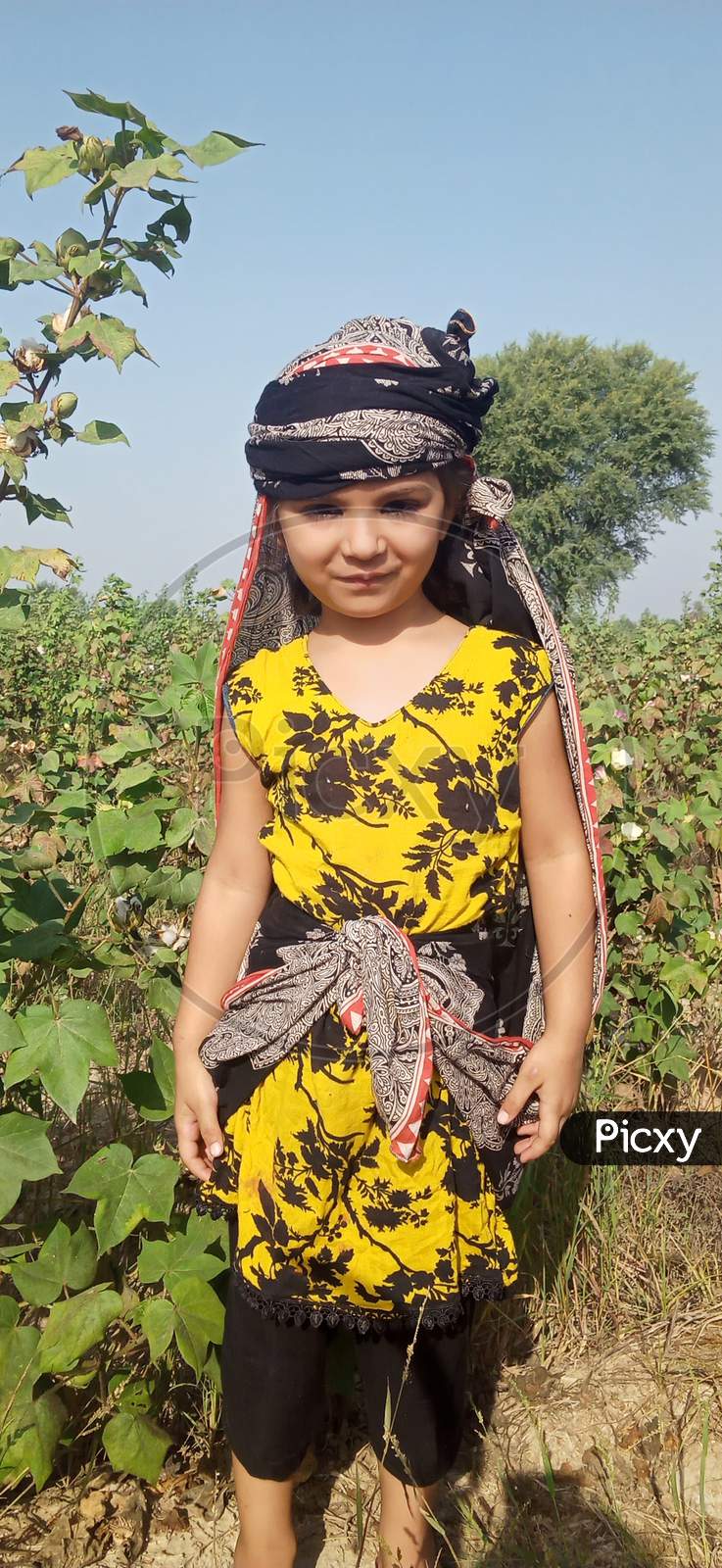 Rural Child Girl Picking Cotton In Field Outdoors,Traditional Scarf Jholi,Village Life Daylight