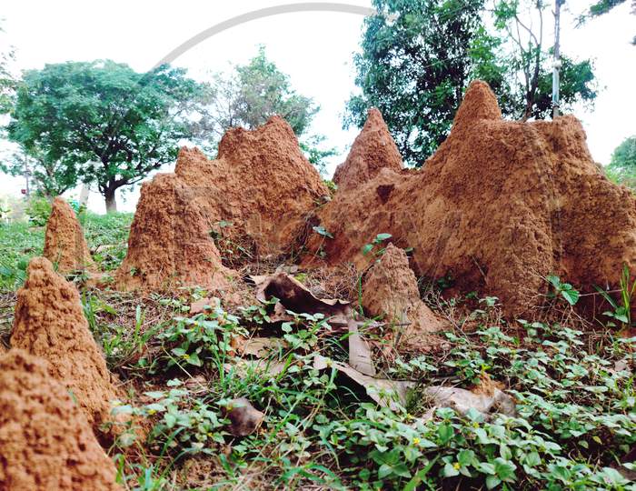 Anthill or ant palace