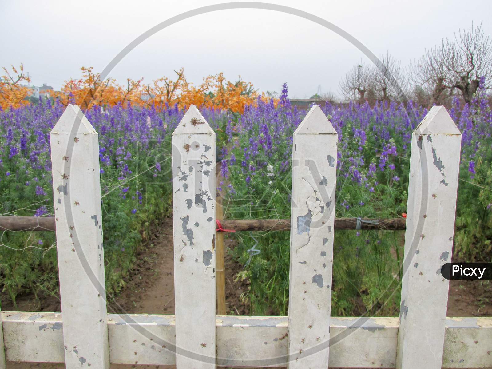 The White Fence Outside The Lavender Garden