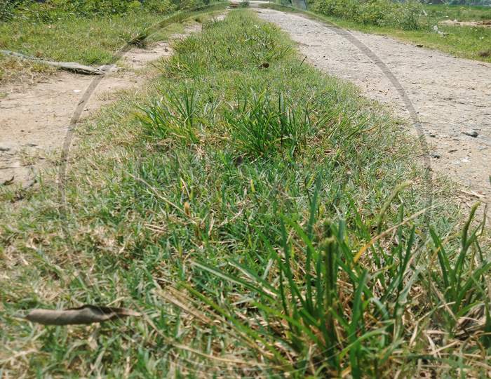 Cynodon dactylon, bermuda grass, Grasses, green  bahama grass, devil'g grass, wire grass, scutch grass,