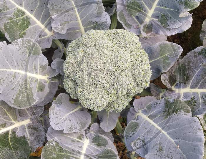 Broccoli This Is Also Winter Vegetable From India Of My Home Garden