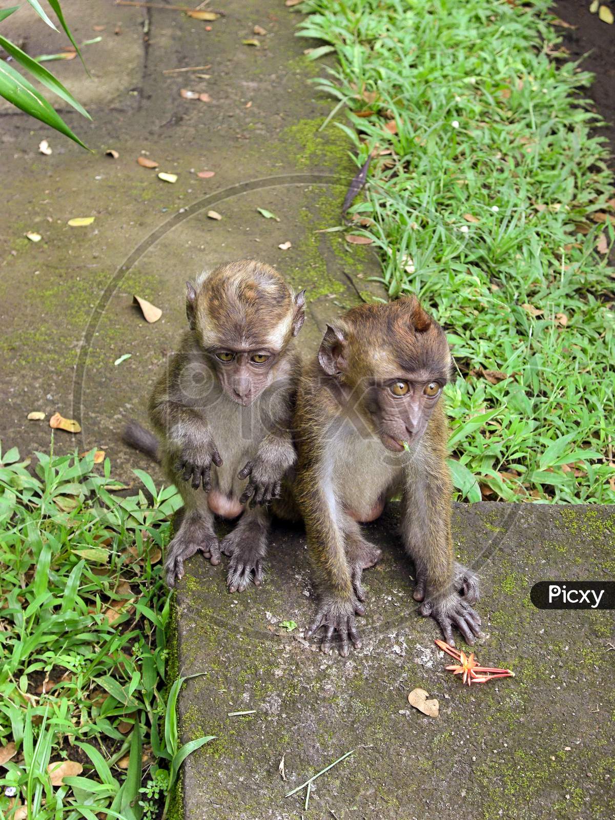 Monkeys On The Ground On The Philippines January 18, 2012