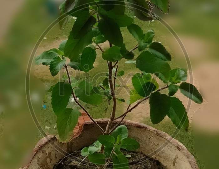 Ocimum tenuiflorum, tulsi plant