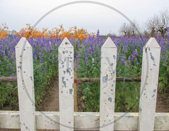 The White Fence Outside The Lavender Garden