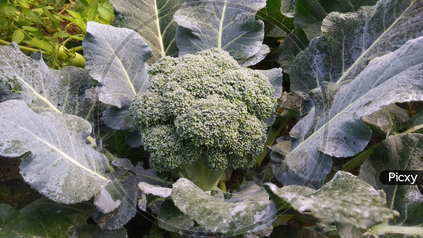 Image of Broccoli This Is Also Winter Vegetable From India Of My Home