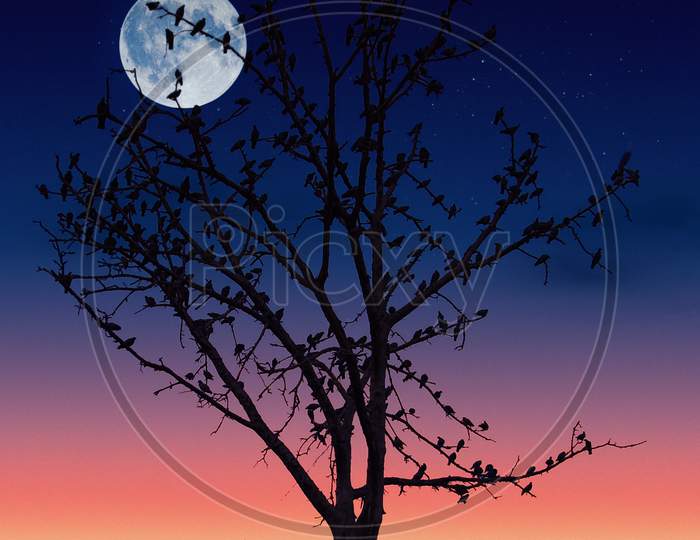 Birds Tree Full Moon Night