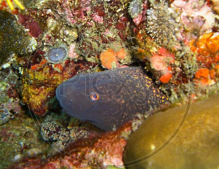 Yellow Edged Moray Eel (Gymnothorax Flavimarginatus) In The Filipino Sea February 7, 2010