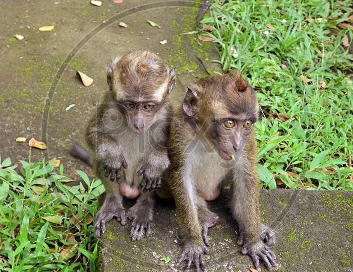 Monkeys On The Ground On The Philippines January 18, 2012