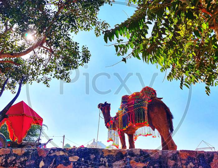 Camel fair, Pushkar