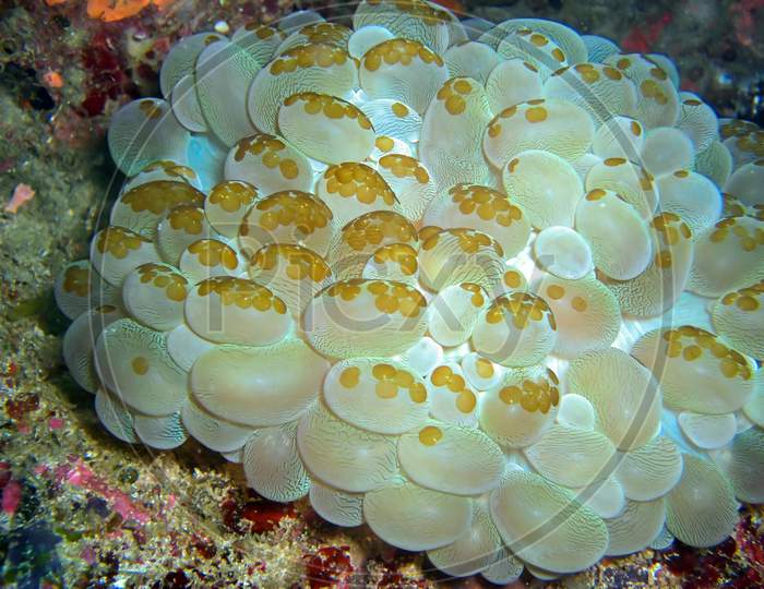 Bubble Coral (Plerogyra Sinuosa) In The Filipino Sea February 4, 2010
