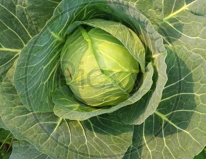Cabbage, Winter Vegetable From India Of My Garden