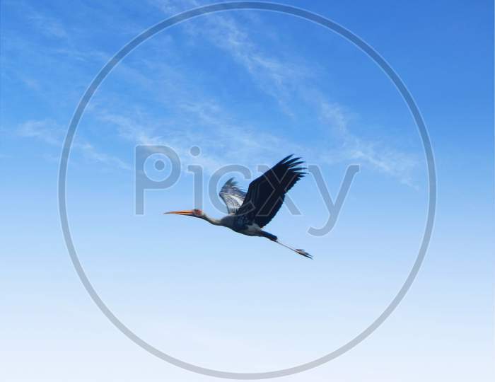 Flight of Painted Stork