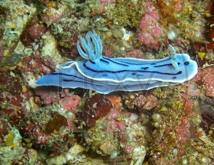 Sea Slug Or Nudibranch (Chromodoris Willani) In The Filipino Sea February 4, 2010