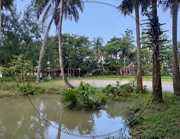 Landscape With Pond And Palm Tree Of Indian