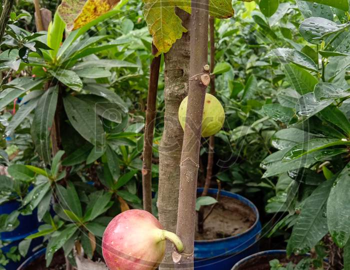 Tasty And Healthy Fig On Tree In Farm