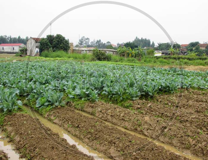 A Peaceful View Of Cauliflower Field In The Countryside