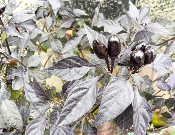 Black Colored Hot Chili On Tree In The Firm