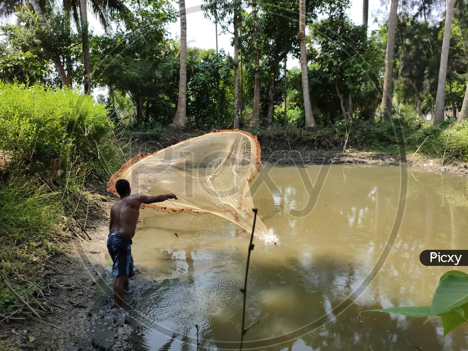 Fishing In The Village Pond With Fishing Net, Bakultala, West Bengal, India