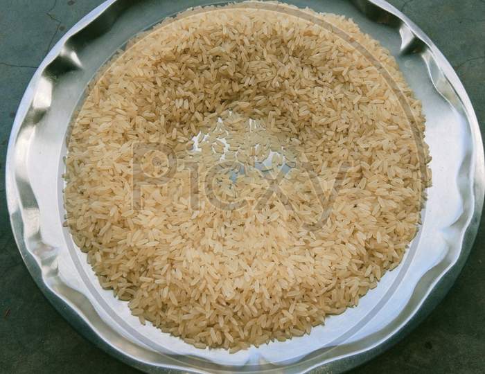 Oryza sativa, paddy, rice, chawal,
