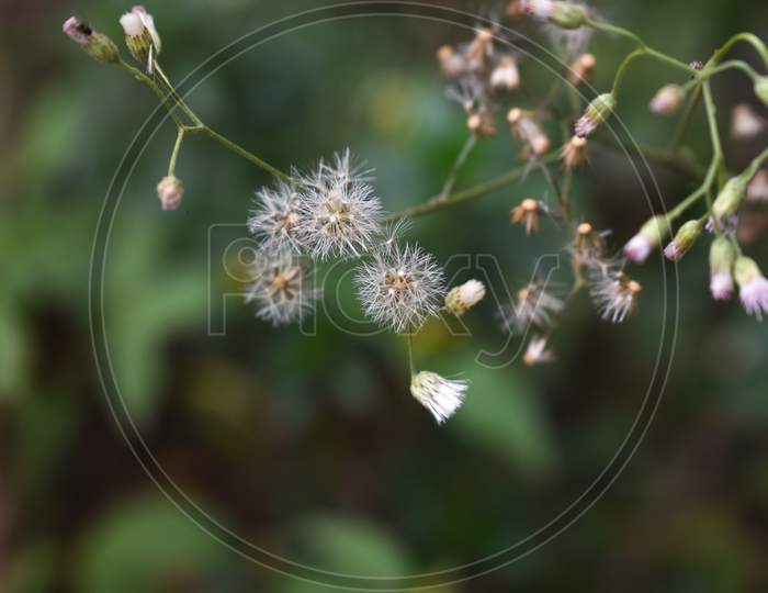 Closed Bud Of A Dandelion. Dandelion White Flowers With Green Blur Background For Wallpaper