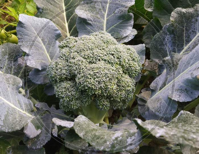 Broccoli This Is Also Winter Vegetable From India Of My Home Garden