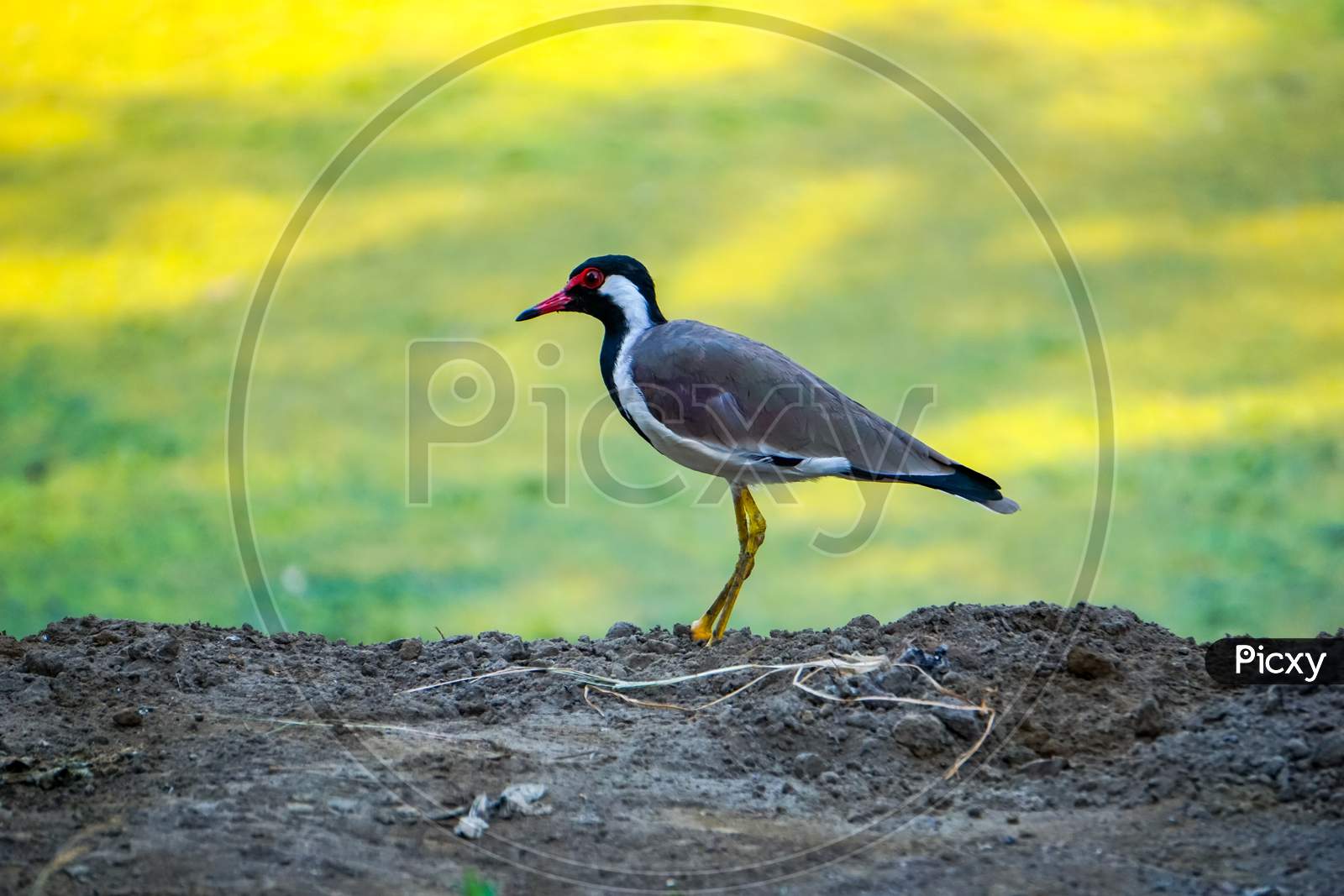 Red wattled lapwing