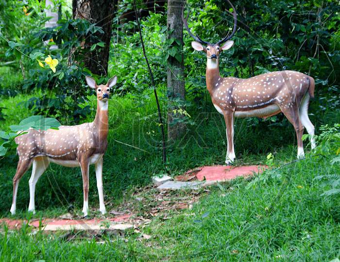 Alert Deer In Green Woodland