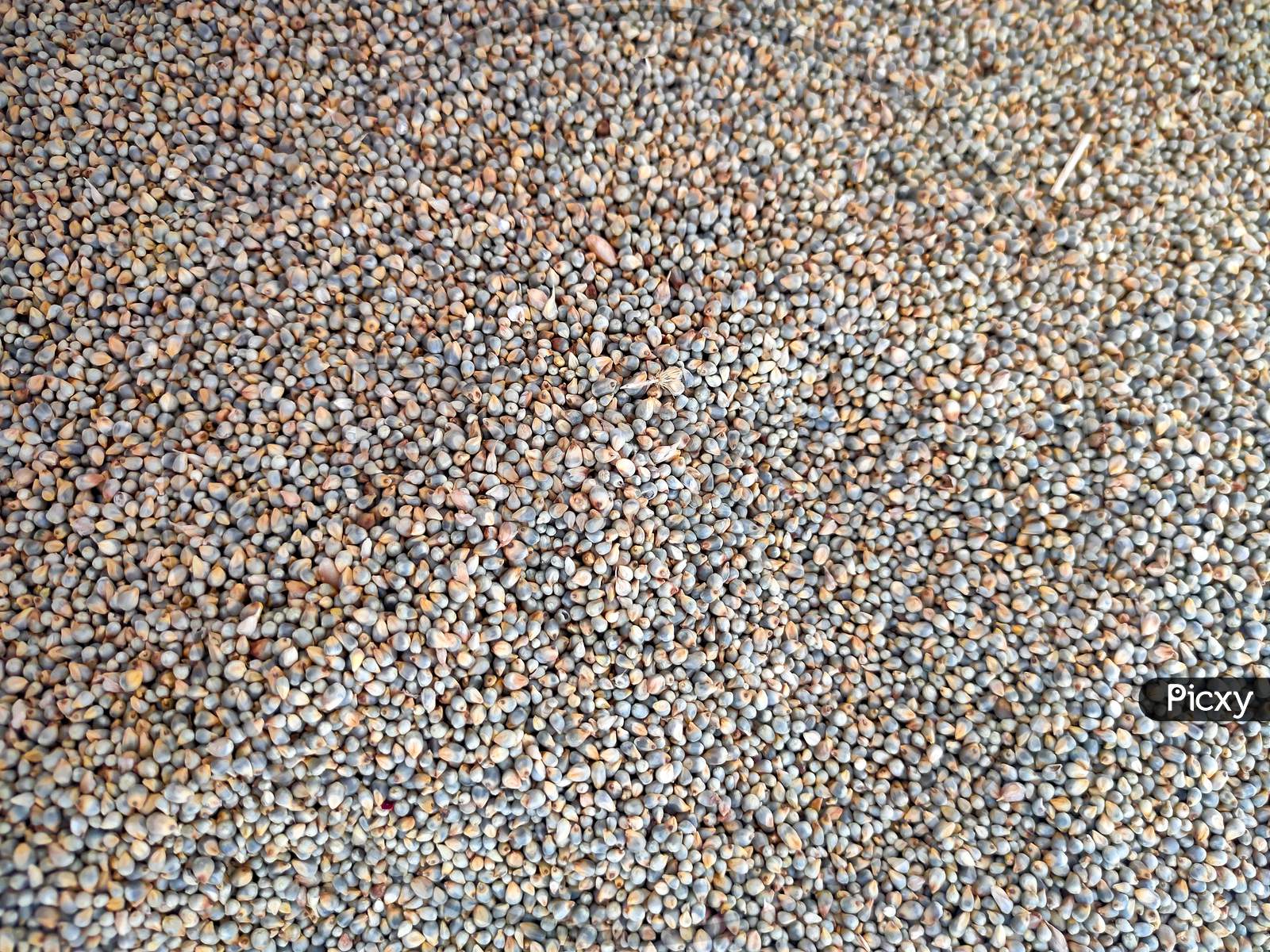 expanded millet seeds texture.