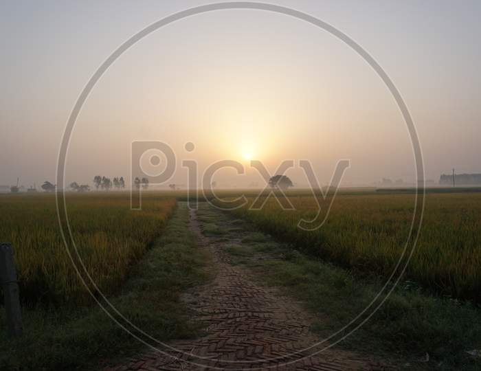 sunrise paddy field