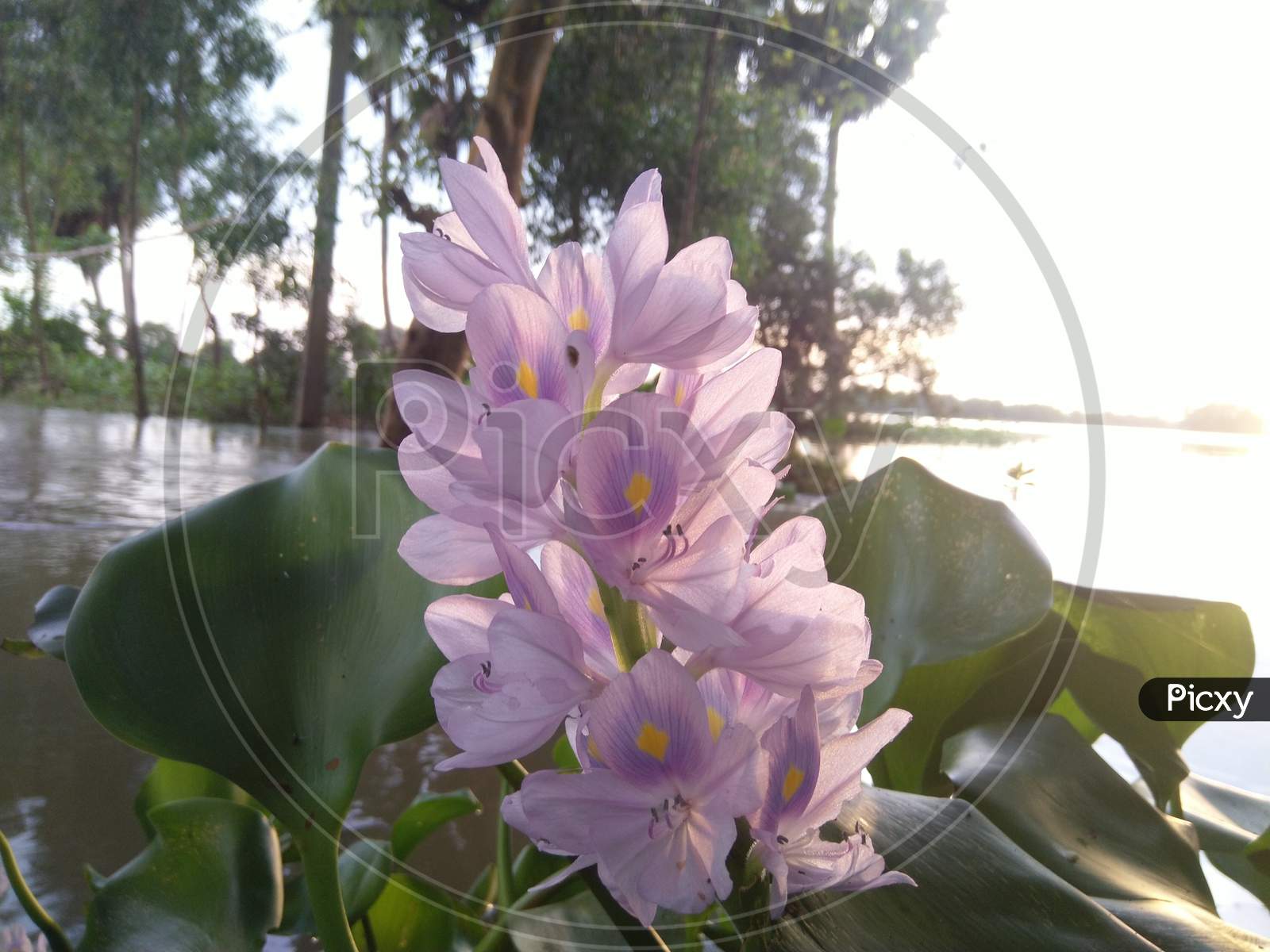 BEAUTIFUL WATER HYACINTH FLOWER, WEST BENGAL, INDIA (16)