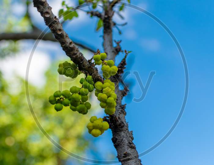 Phyllanthus Acidus Also Known As Star Gooseberry, Malay Gooseberry, Country Gooseberry Which Bears Small Yellowish Green Berries. Used Selective Focus On Berries With Blurry Blue Sky During Day Time.