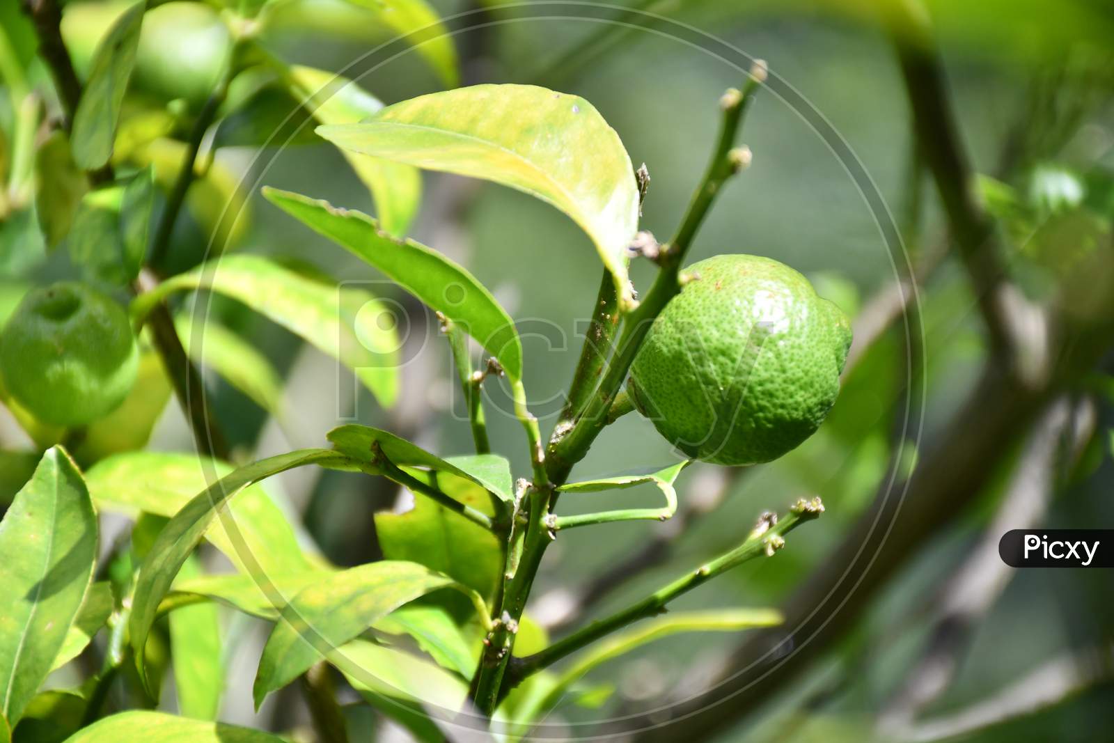 Image of Citrus jambhiri-KX149973-Picxy
