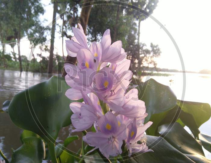 BEAUTIFUL WATER HYACINTH FLOWER, WEST BENGAL, INDIA (16)