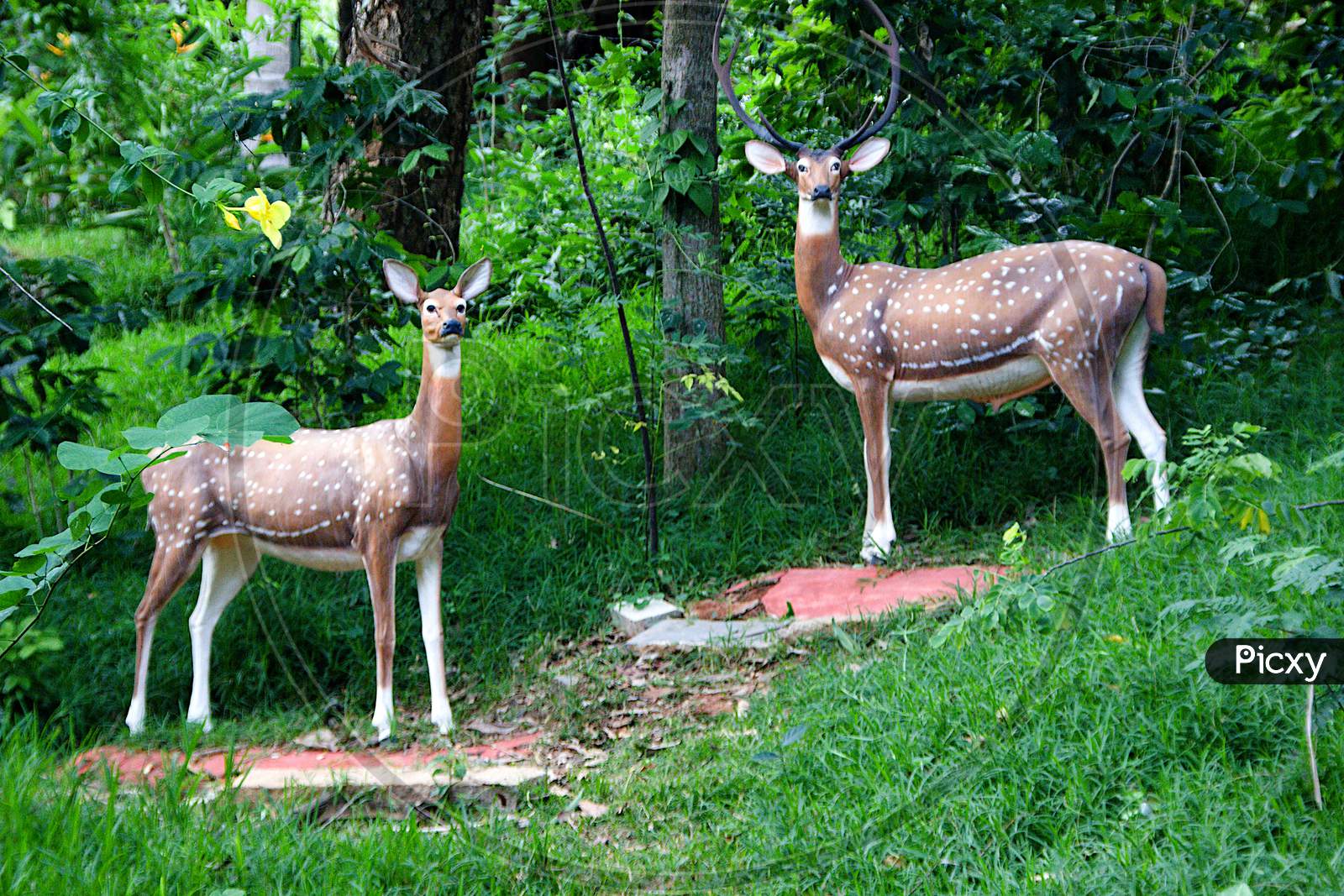 Alert Deer In Green Woodland