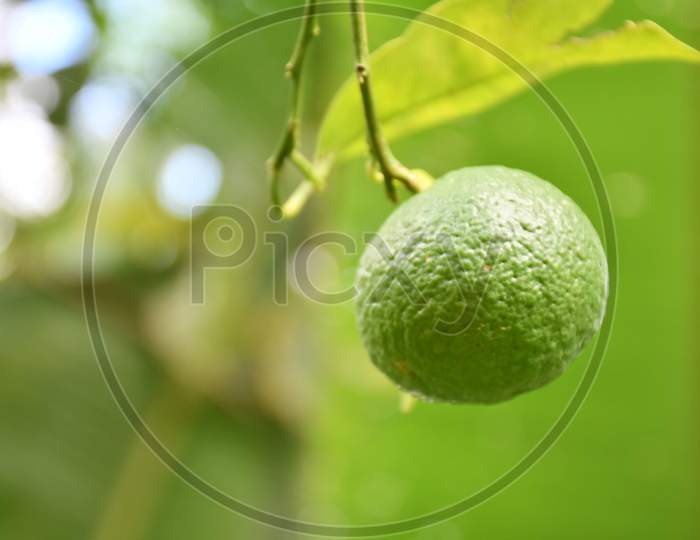 Citrus jambhiri