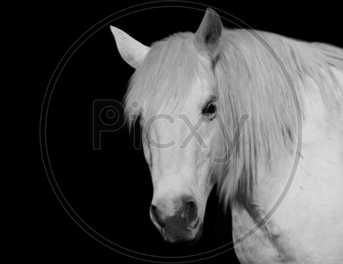 Beautiful White Horse Isolated In The Black Background