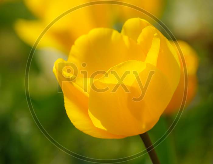 Image Of Yellow Tulip Fields
